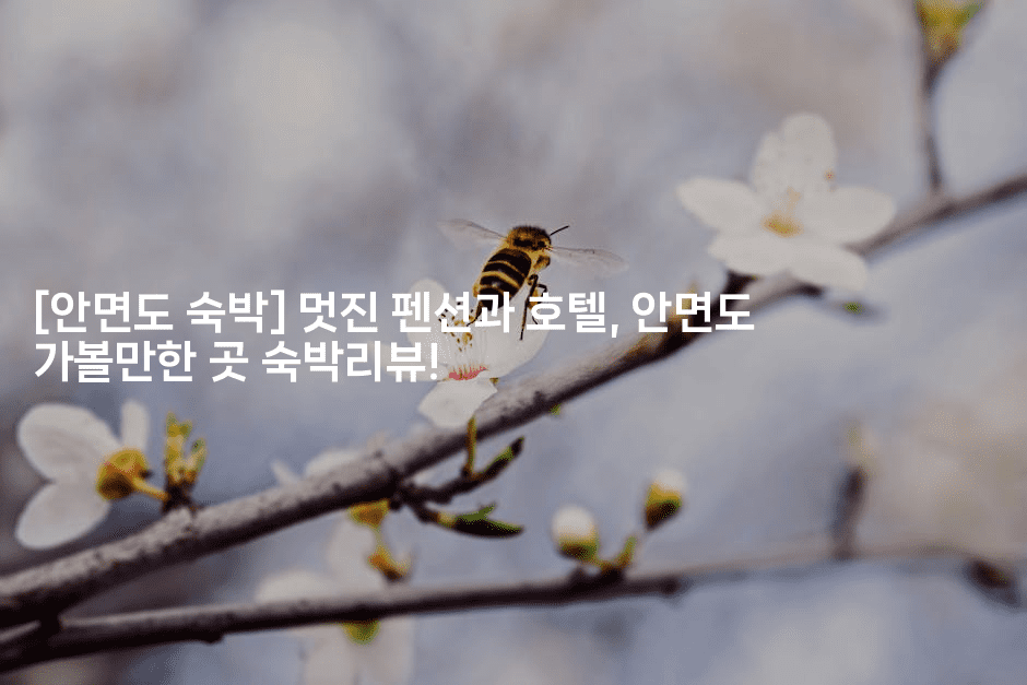 [안면도 숙박] 멋진 펜션과 호텔, 안면도 가볼만한 곳 숙박리뷰!2-바람뿌