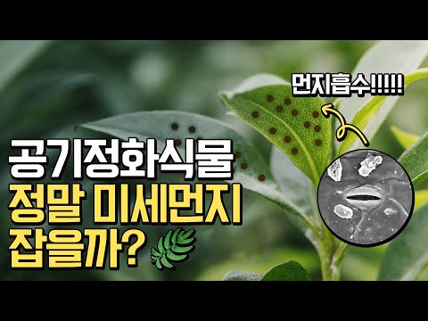 실내 미세먼지 공기정화식물로 해결하세요